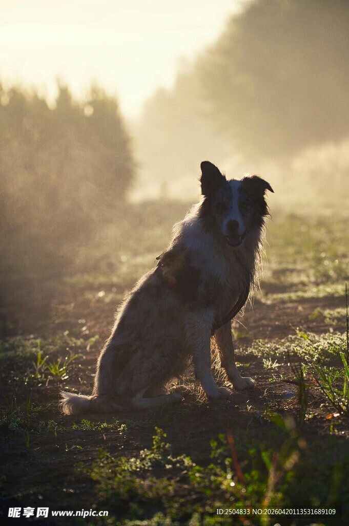 夕阳下的孤独牧羊犬