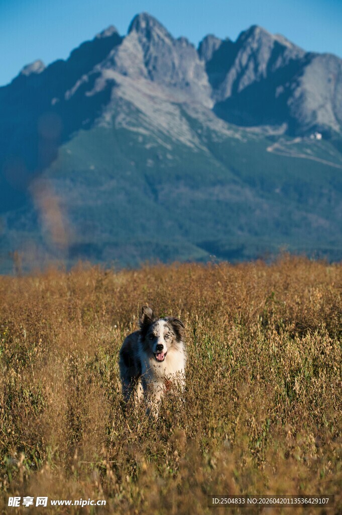 草原上的狗狗与远山