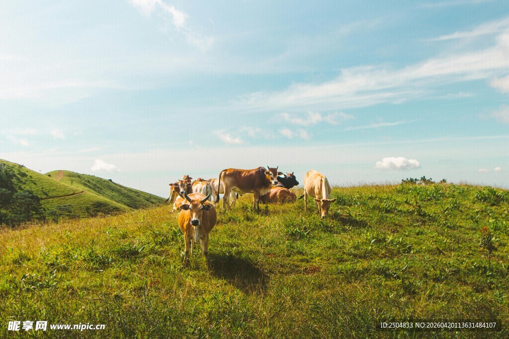 草原牧场上的人与牛群