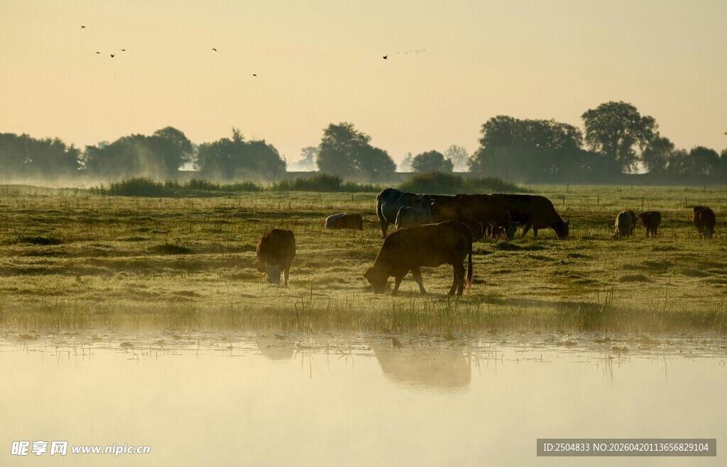 晨雾中的田园牧牛景象