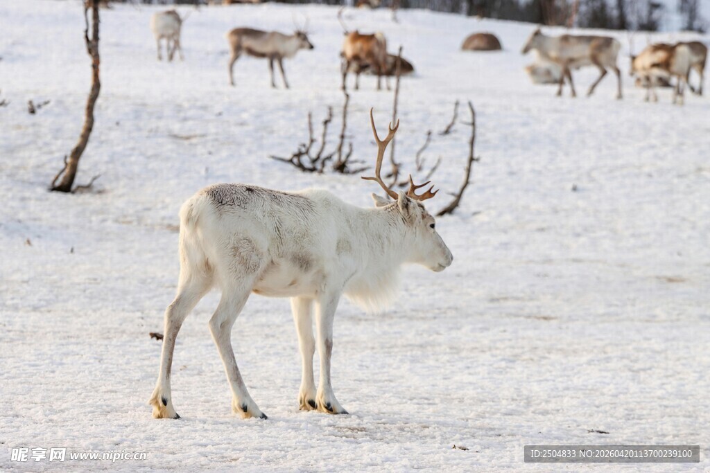 雪地中的驯鹿