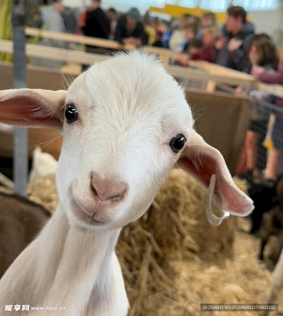 可爱小羊在农场