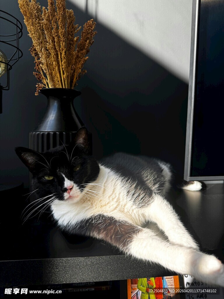 黑白猫咪慵懒躺卧