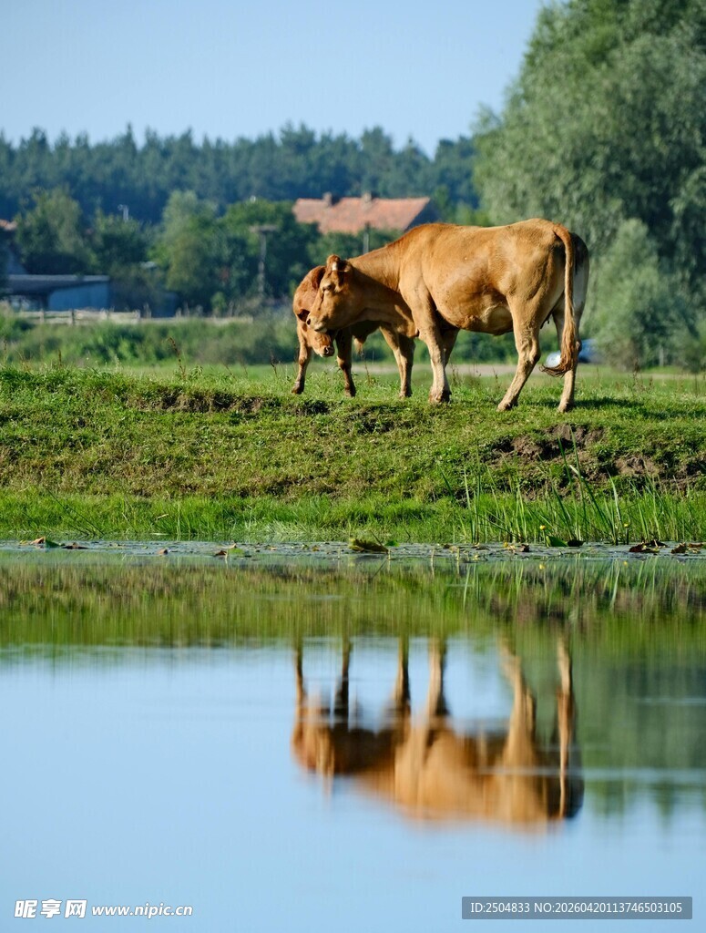 湖畔牧牛图
