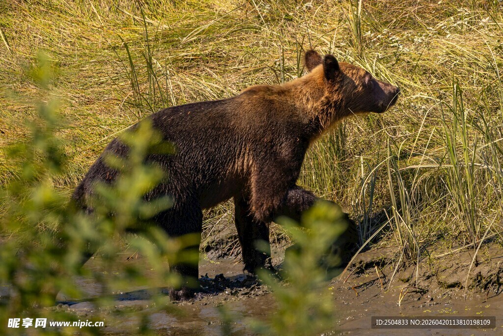 溪边站立的棕熊