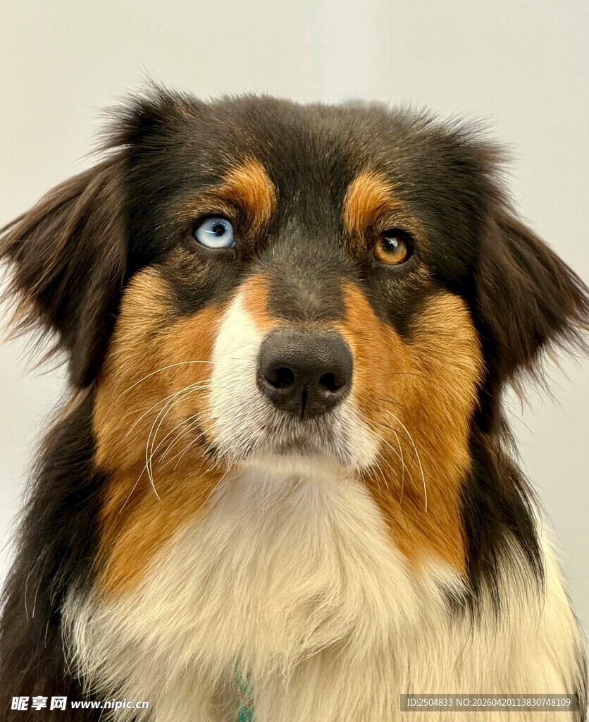 三色牧羊犬抬头凝视