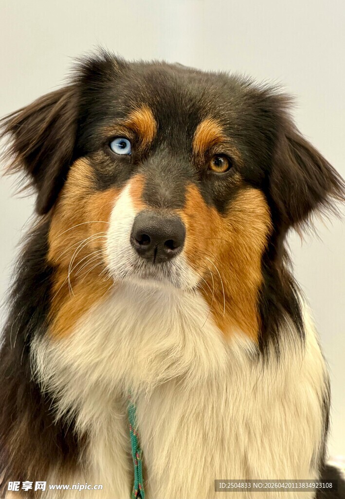 可爱三色牧羊犬特写