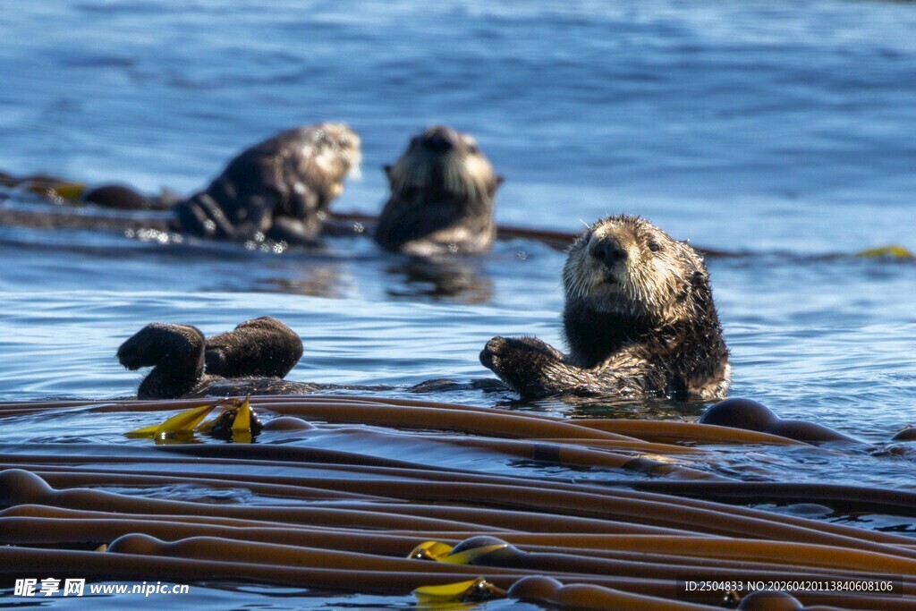 海面上嬉戏的可爱海獭