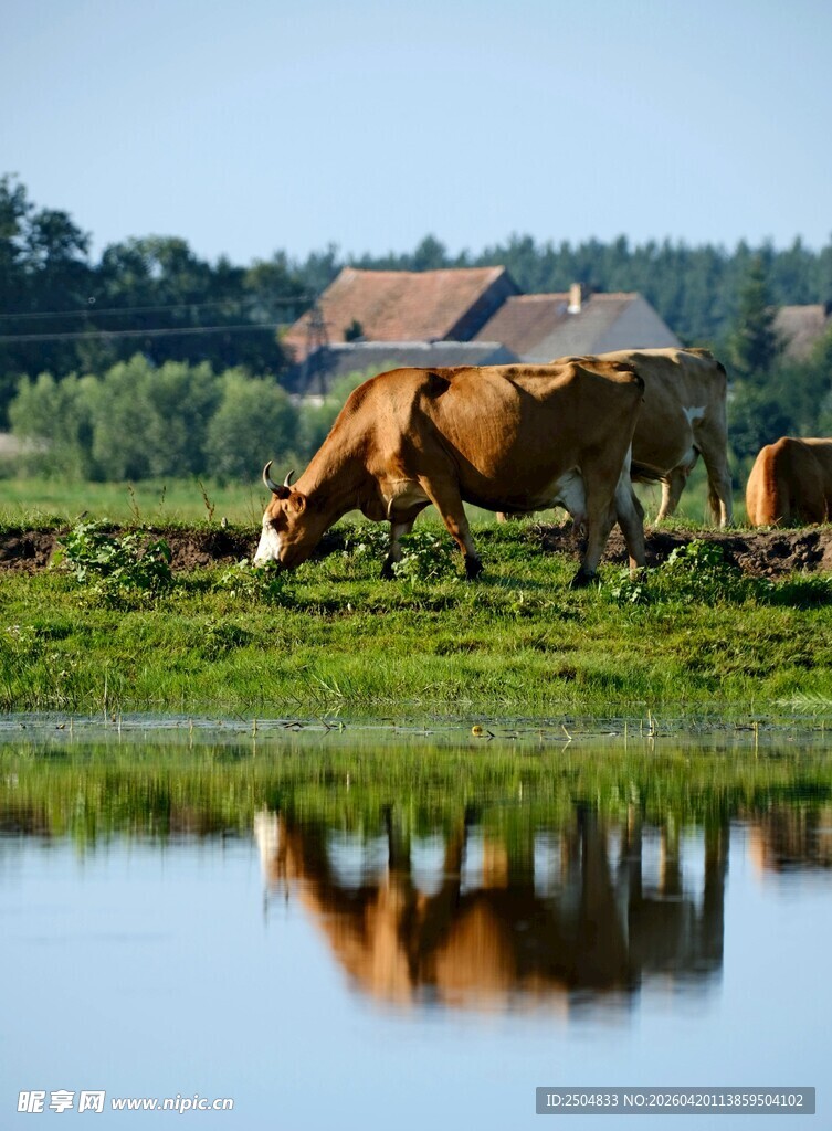 田园牧场景色中的牛群