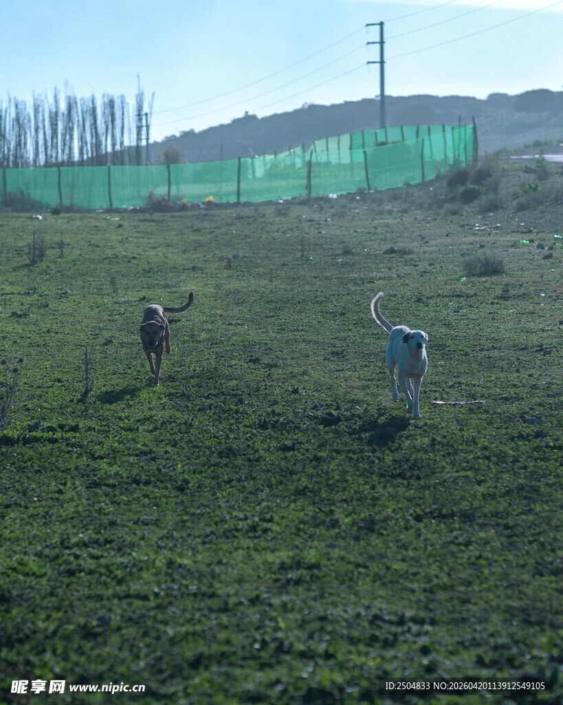 草原上奔跑的两只动物