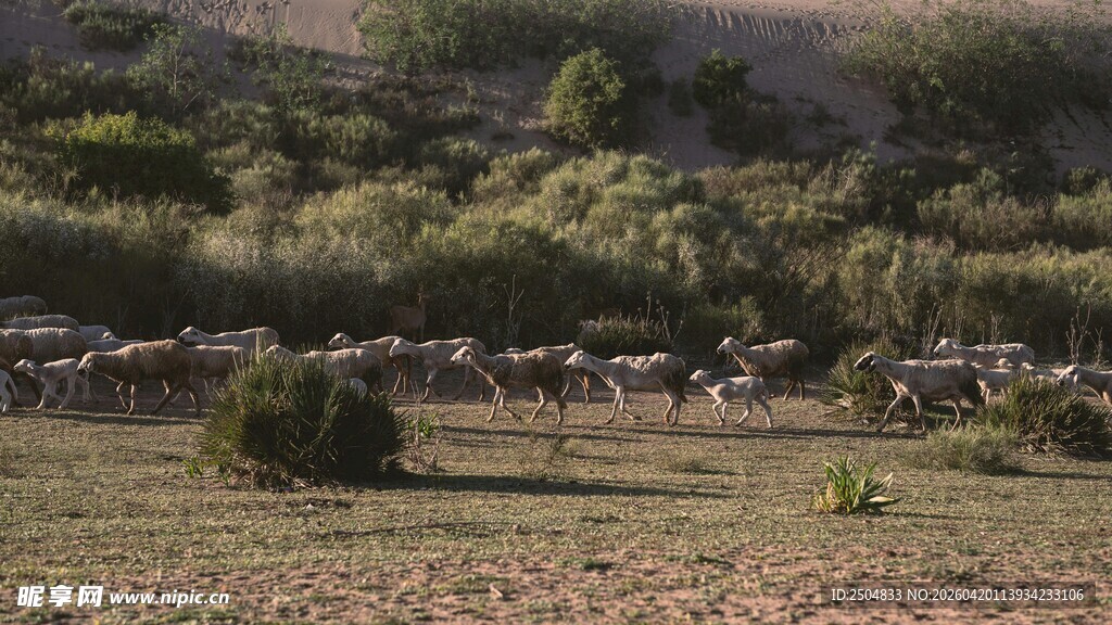 草原上的稀疏植被与远处景