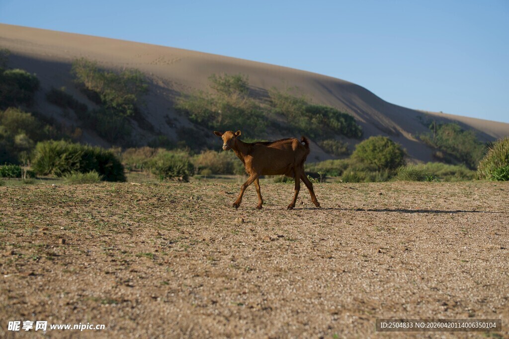 旷野中独行的骏马
