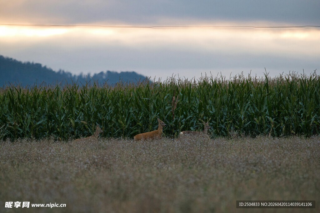 黄昏下的玉米田与远山