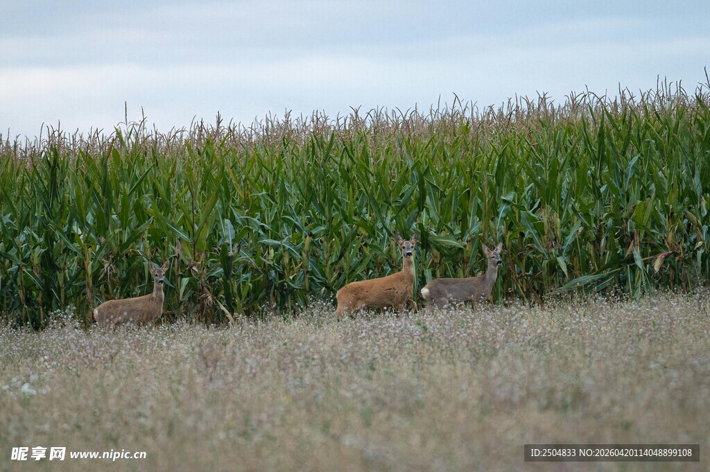 田野中漫步的小鹿