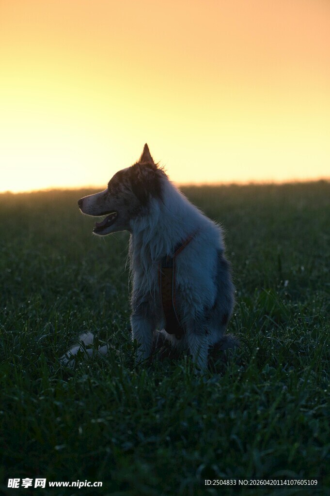 夕阳下独坐的狗狗