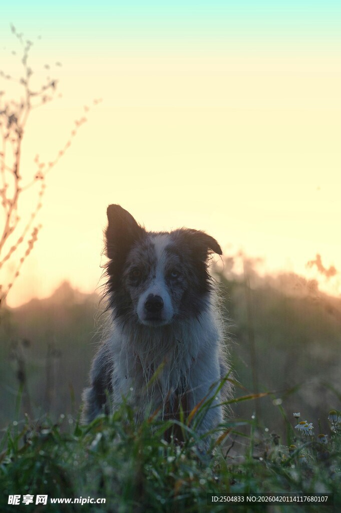 夕阳下的可爱牧羊犬