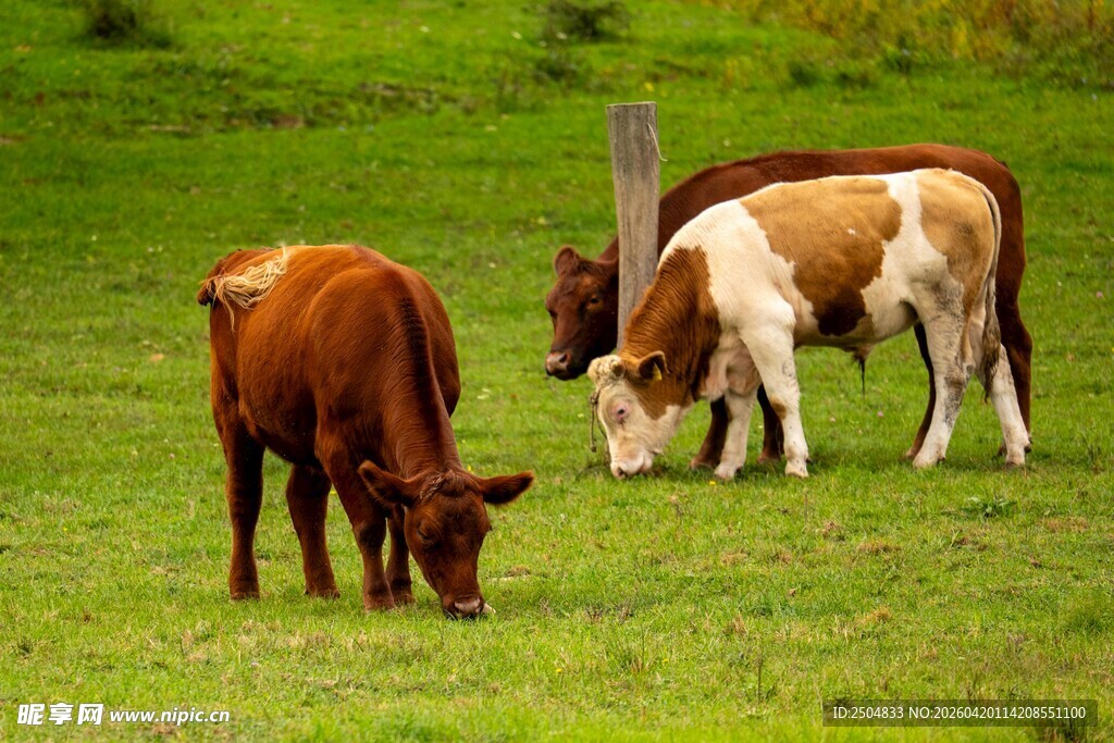草地上的几头吃草的牛