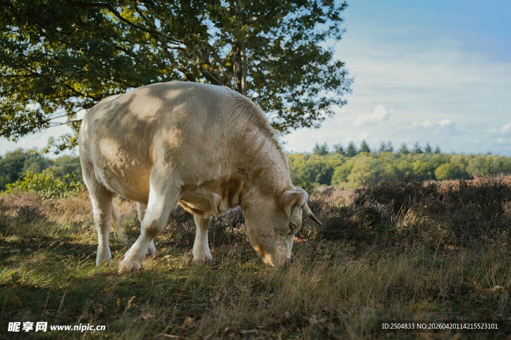 田园中低头吃草的白牛