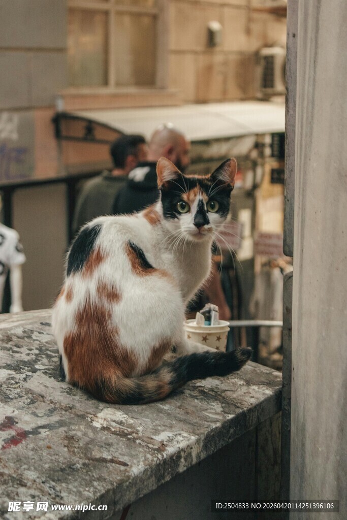 窗边三色猫的悠闲时光