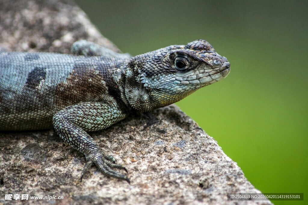 岩石上的蜥蜴