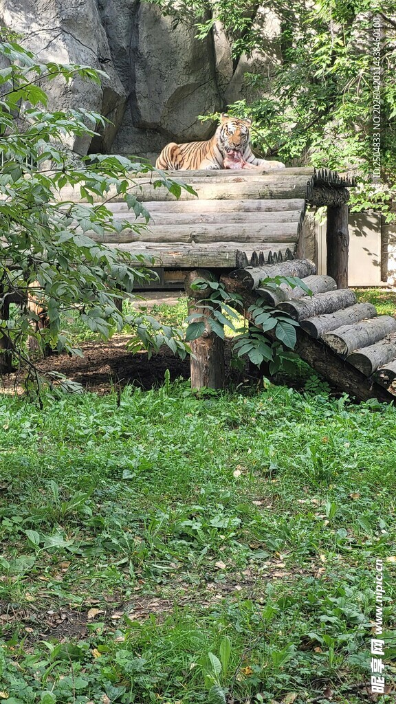 林间木桥 自然静谧景致