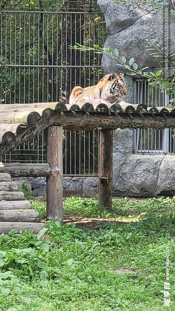 动物园内休憩的老虎