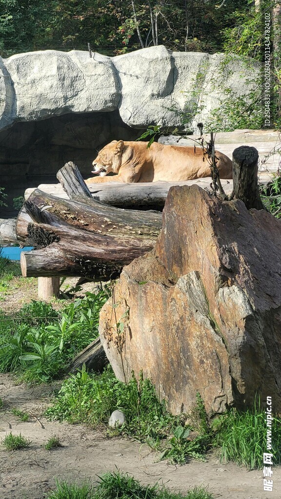 岩石旁休憩的动物