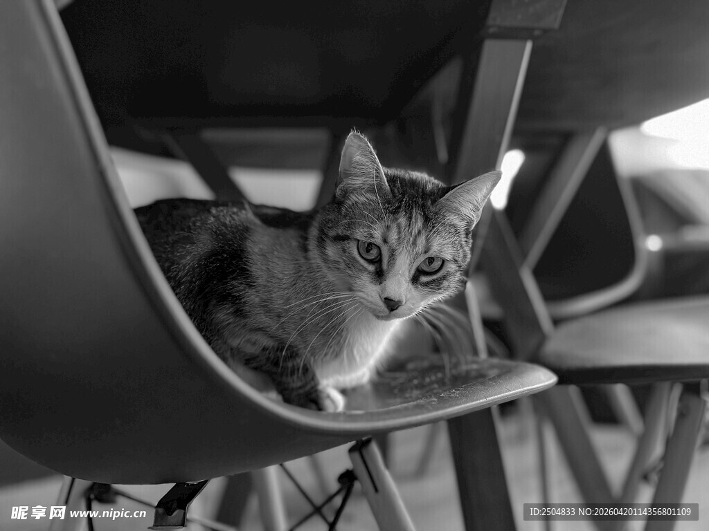 猫咪惬意躺于折叠椅上