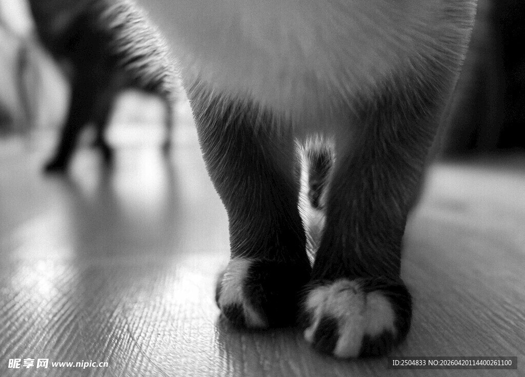 猫咪可爱的小爪子特写