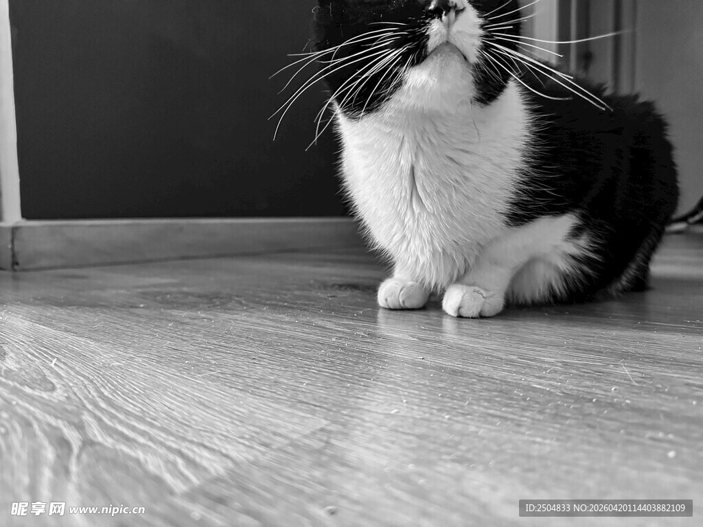 黑白猫咪端坐木地板上