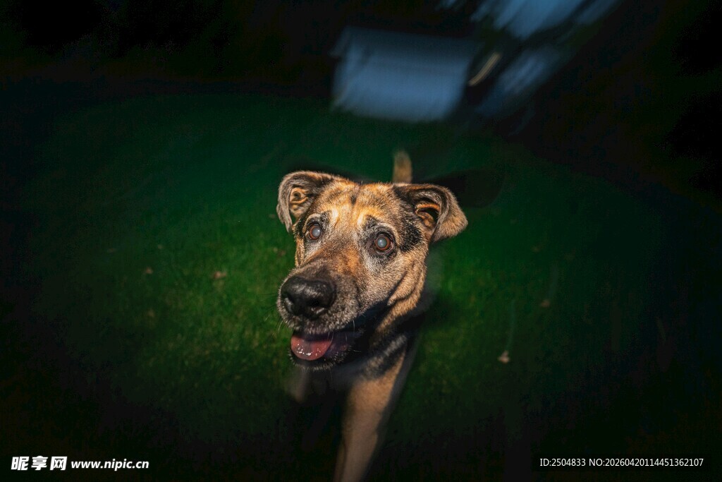 草地中的可爱狗狗