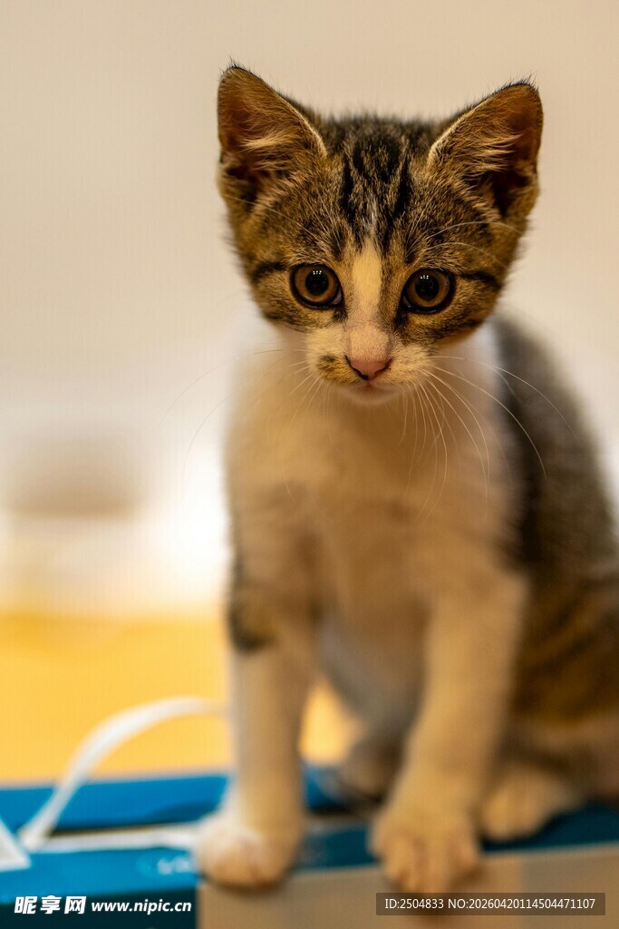可爱小猫咪站立姿态