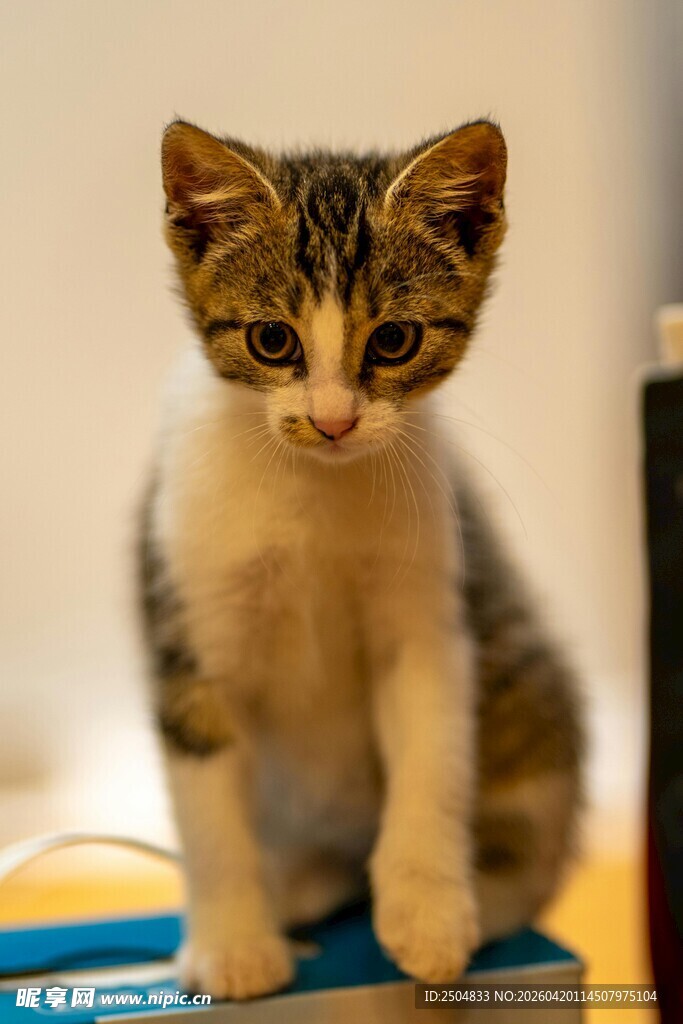 可爱小猫站立在物件上