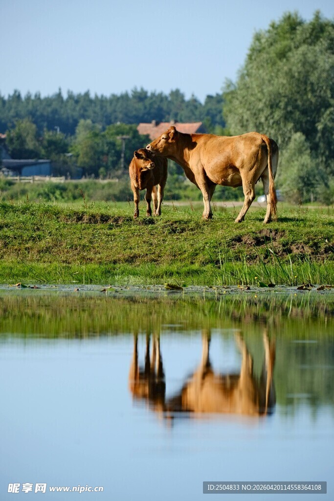 湖畔牛群的美丽倒影