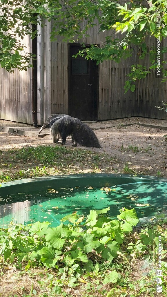 庭院中漫步的黑熊
