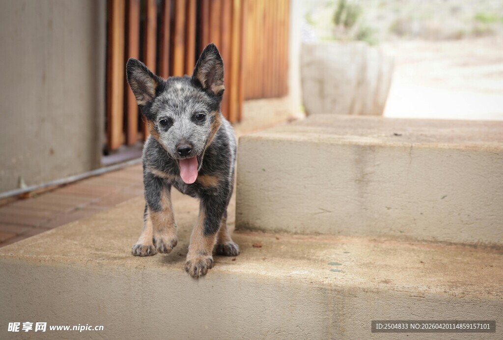 可爱 洲牧牛犬坐于台阶