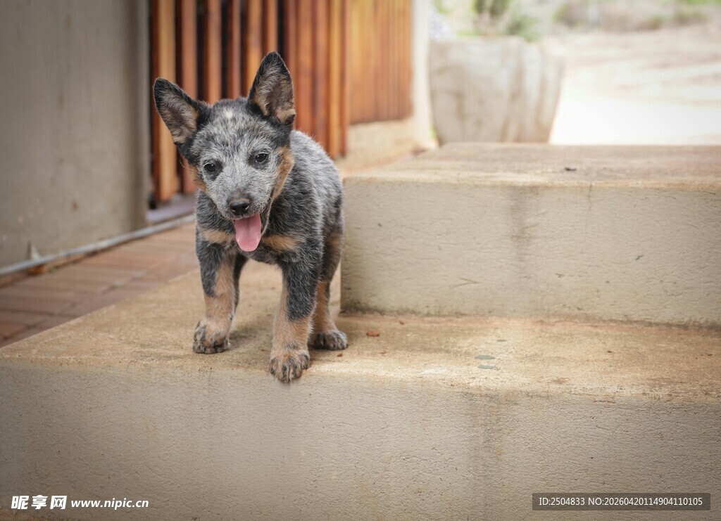 台阶上的可爱 洲牧牛犬
