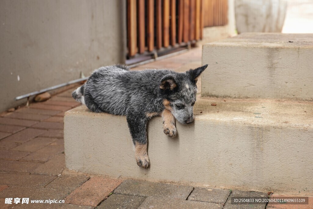趴在台阶上休息的小猪