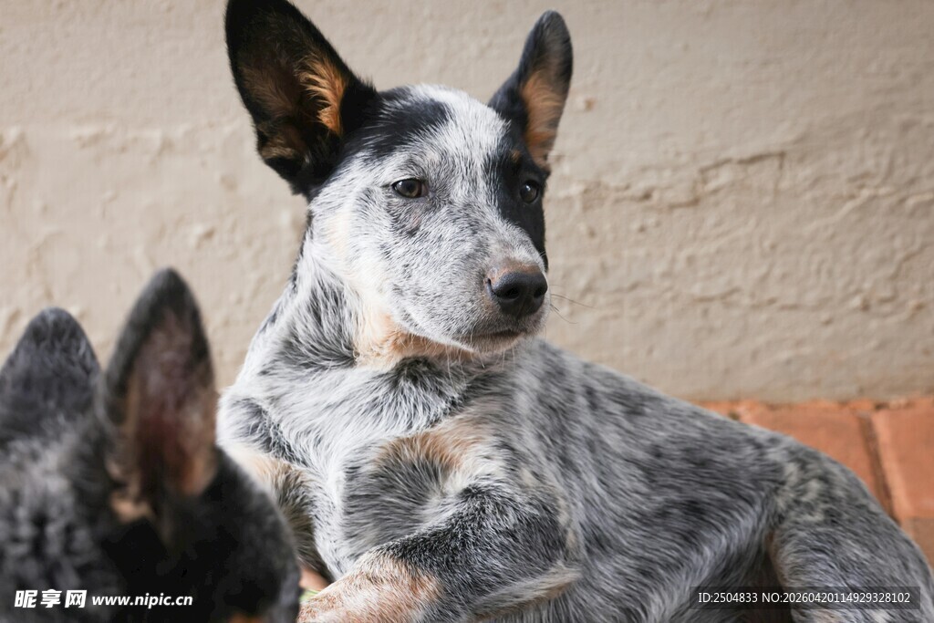 斑点狗侧卧特写