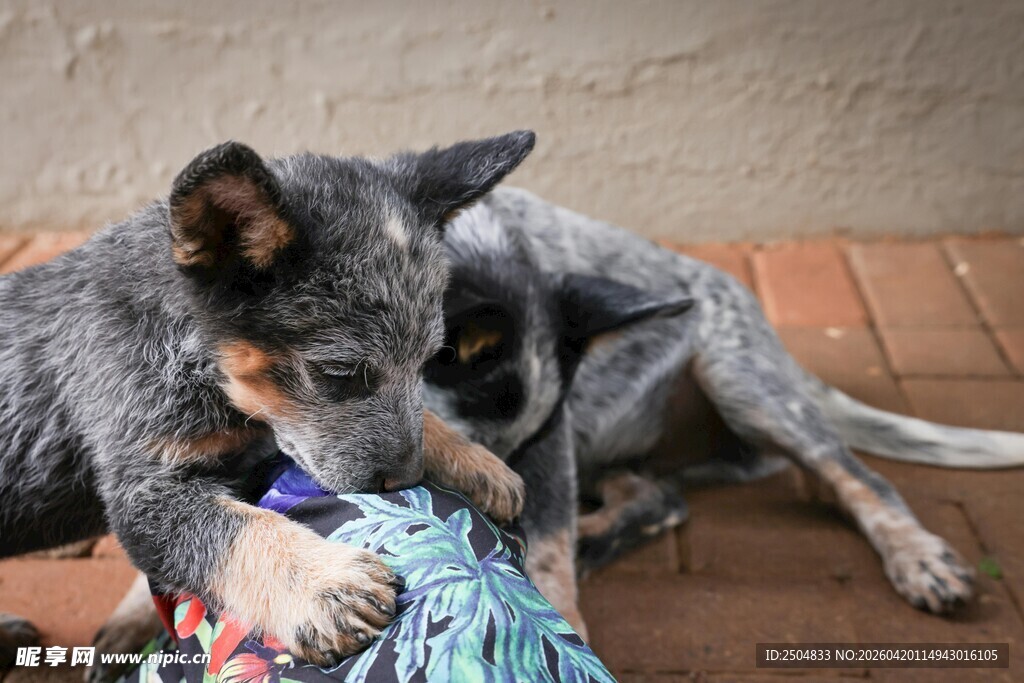  洲牧牛犬玩耍可爱瞬间