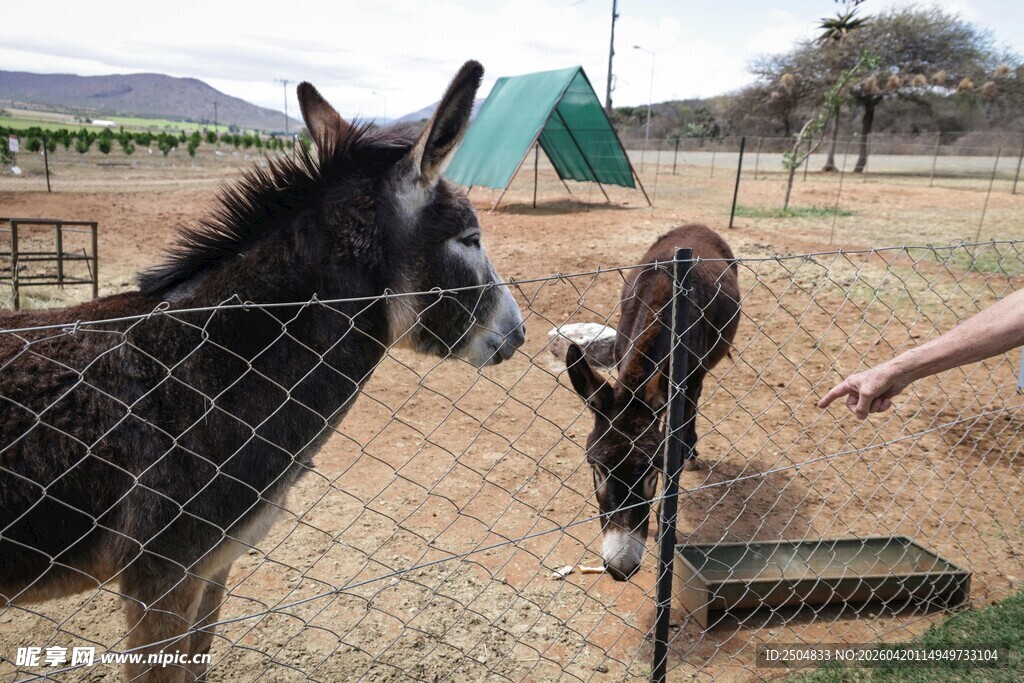 人喂围栏内大小毛驴场景