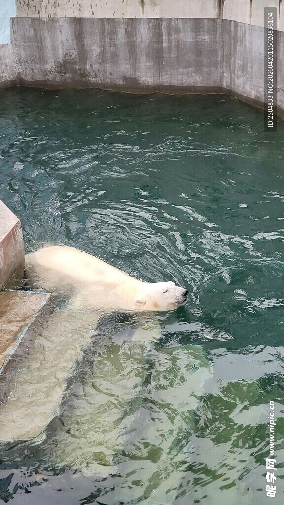 北极熊水中嬉戏
