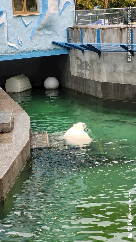 水池中的白色海豹