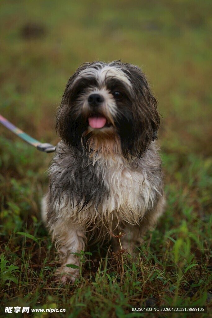 草地上的可爱长毛宠物狗