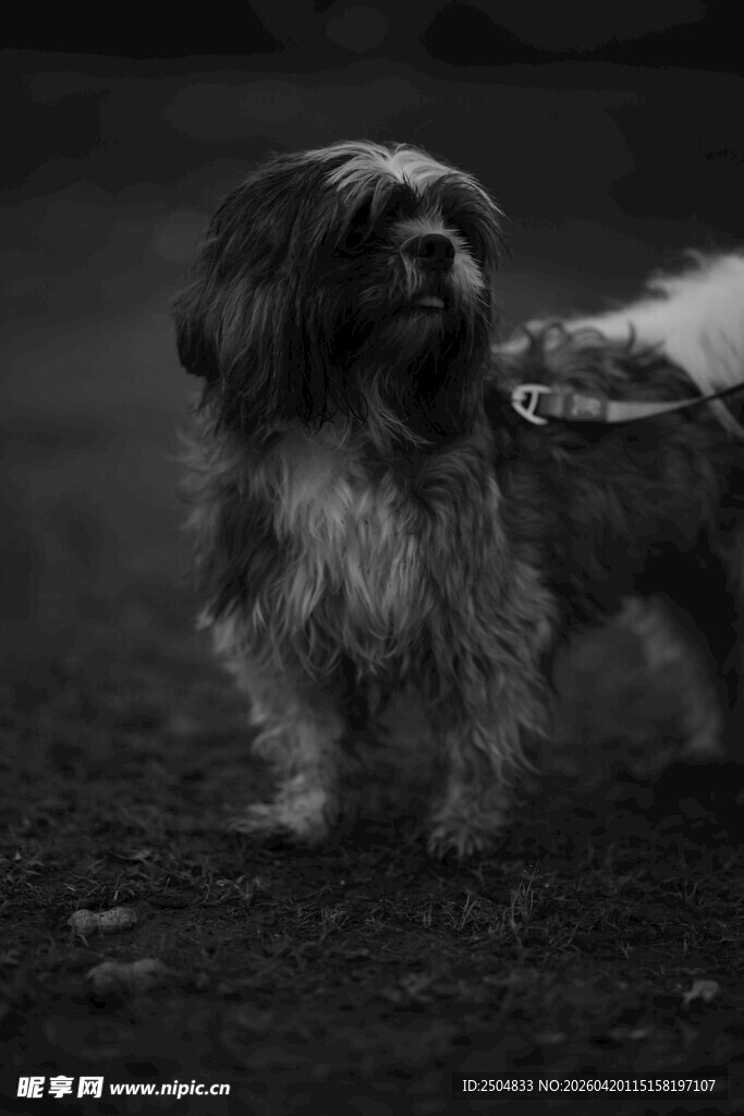 黑白毛发的可爱宠物犬