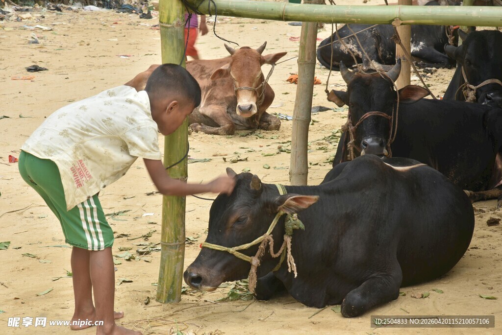 男孩亲昵抚摸牛