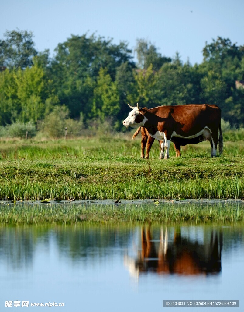 湖畔牛影 自然田园景致