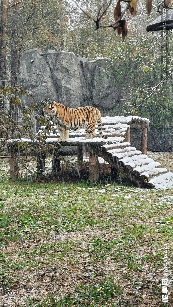 老虎在户外木平台上行走