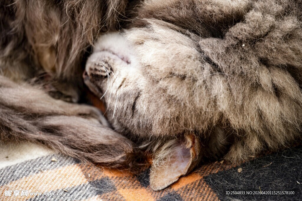 酣睡的毛茸茸宠物