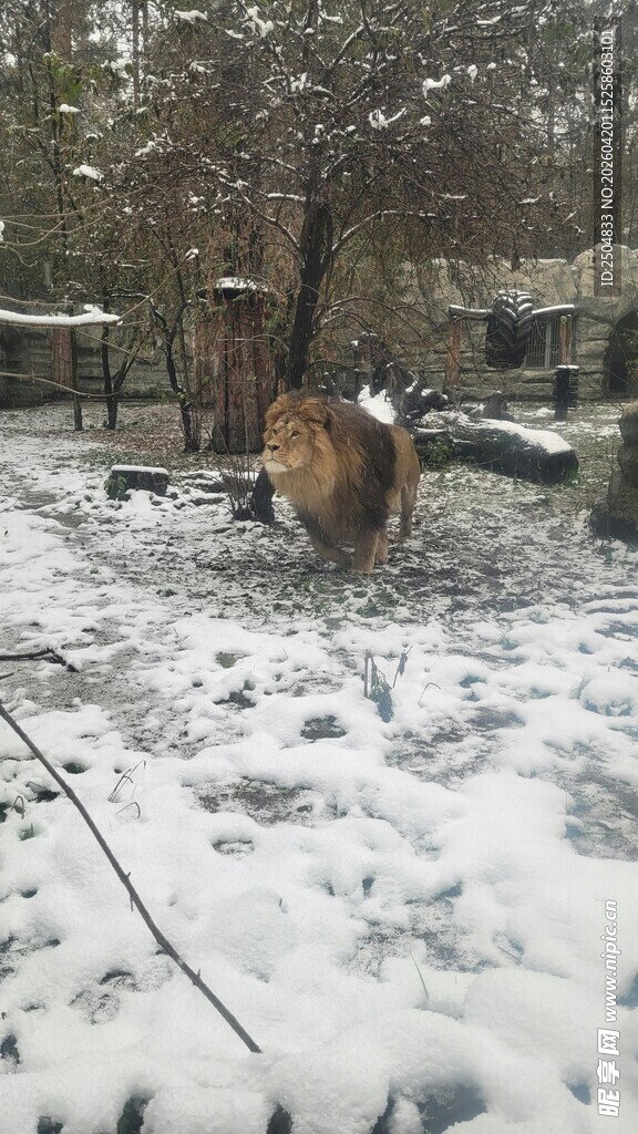 雪地中漫步的动物